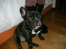 Brazil - The \"N°1\" French Bulldog Brazil - The \"N°1\" French Bulldog