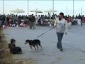 Centro Studi del Cane (spettacolo e premio a Beatrice Rossi)