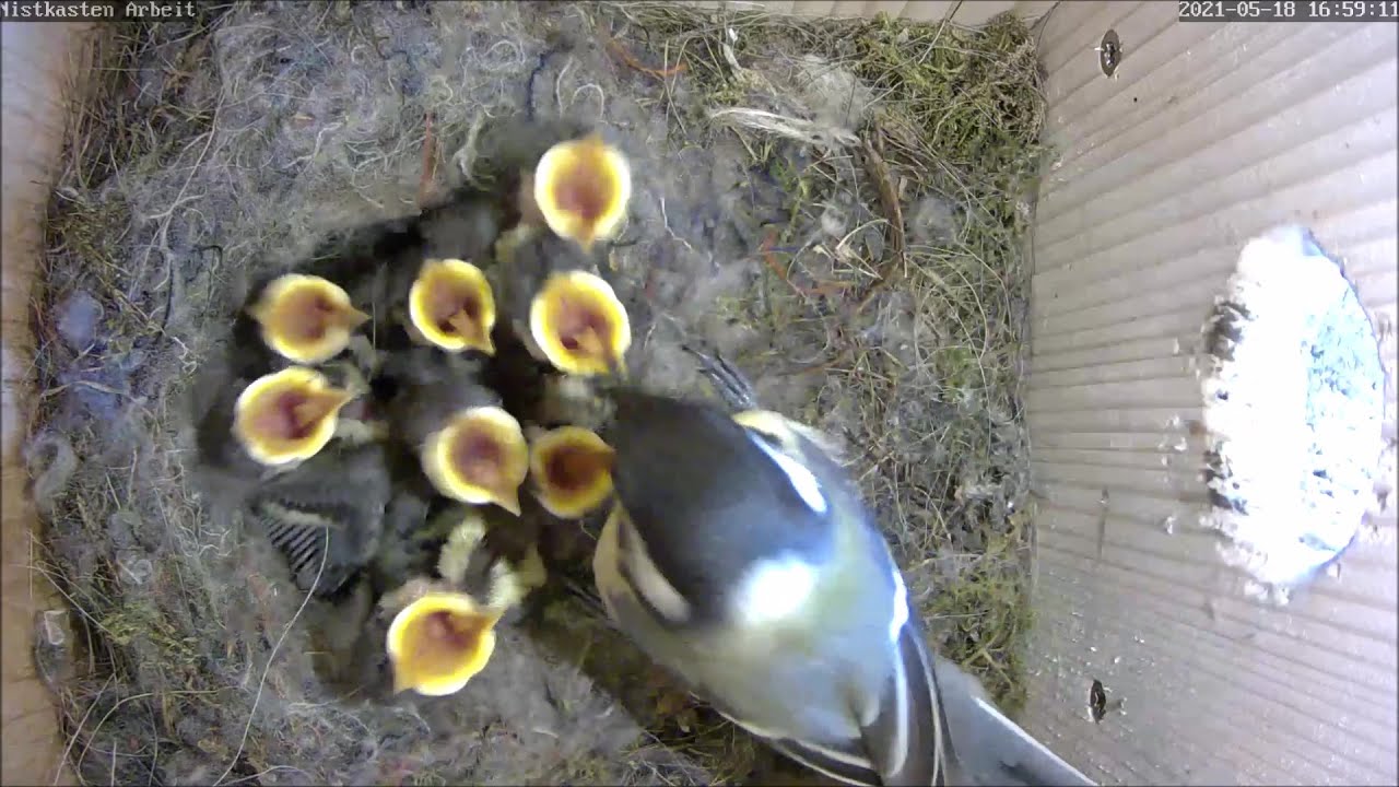 Weiterhin keine Komplikationen beim Füttern & Wachsen! | Tag 11 | 18.05.2021