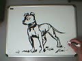 freestyle: american pit bull terrier