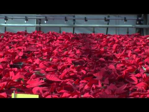how to transplant a poinsettia to your garden