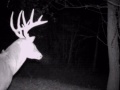 Video showing moch scrape...utilizing J&S Scents!