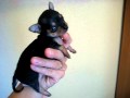 Bimba , la pequeña chihuahua luchadora
