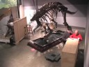 Triceratops Cliff Installed at the Museum of Science, Boston Triceratops Cliff Installed at the Museum of Science, Boston