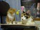 Cat\ Cat\