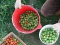 Tomatoes!