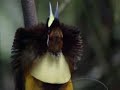 amazing bird