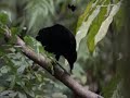 amazing bird