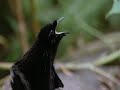amazing bird