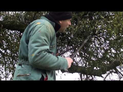 how to harvest mistletoe