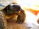 mémé tortue mange pasthèque mémé tortue mange pasthèque
