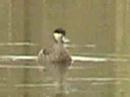 Hottentot teal