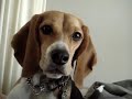 macie, the beagle, speaks!