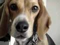 macie, the beagle, speaks!