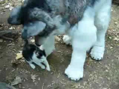 4-legged Wolf Costume