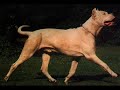 Video de imagenes del  DOGO  ARGENTINO