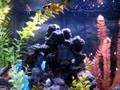 African Cichlids