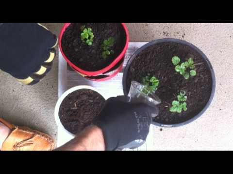 how to transplant zucchini seedlings