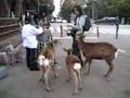 奈良県  - Me in Nara Prefecture feeding the hungry deers.