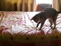 videos de Lyra playing fetch