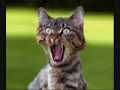 t'es zinzin une chanson d�lire de 
dj xam et boris avec des images droles qui vont avec.  lol