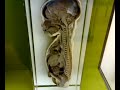    anatomia   