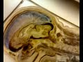    anatomia   