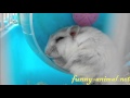 Hamster cleaning ear, funny and cute Hamster cleaning ear, funny and cute