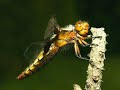 Odonata Dragonflies Libellen Vážky