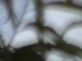 7-28-04 Terr Stalking Helicopter @my home