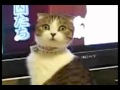 Inception Animals