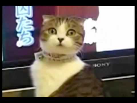 Inception la animale item-thumbnail