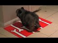 Keeshond pants on fire