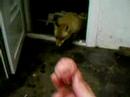 Fox-My-Little-friend
