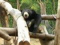 Lok Kawi Zoo (Kota Kinabalu, penampang)