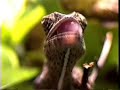 feeding my chameleon Otti