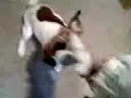 Bad plush joy - My Jack Russel Terirer