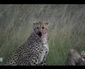 Cheetah Kill - Masai Mara Cheetah Kill - Masai Mara