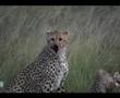 Cheetah Kill - Masai Mara