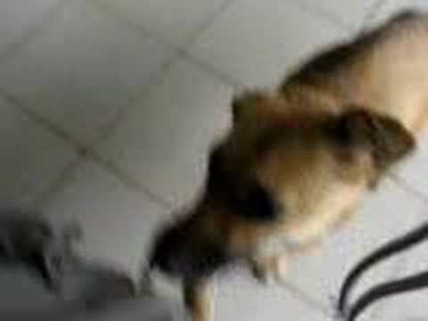 a dog responding to the name beck.
