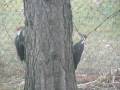 videos de Pileated Woodpeckers in Central Wisconsin