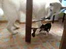 Martin (white german shepherd)and ...