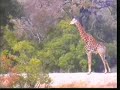 Giraffe Visits Near the Lions\