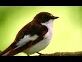 Springwatch Titles Springwatch Titles