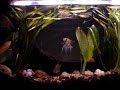 Pequeno video do meu aquário com um ano de atividade, igualmente para a idade da maioria dos peixes.Acará, japonês, paulistinha, cascudo, pacu, gupy e  colisa são os tipos presentes. 