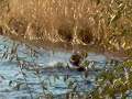 wild so 0138.MP4