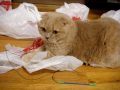 Scottish Fold cat chases mouse toy and pounces on bags