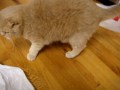 Scottish Fold cat chases mouse toy and pounces on bags