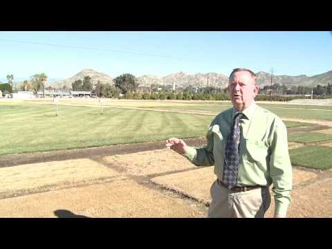 how to plant bermuda grass