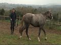 Lorcan breaks in his horse- Part 2 A Lorcan breaks in his horse- Part 2 A